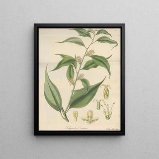 William Jackson Hooker - Pachysandra coriacea.webp