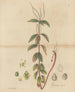 Peperomia blanda - William Jackson Hooker — widok dzieła