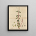 Peperomia blanda - William Jackson Hooker — oprawiony obraz na ścianie