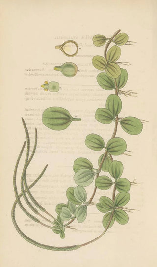 William Jackson Hooker - Peperomia ovalifolis.webp