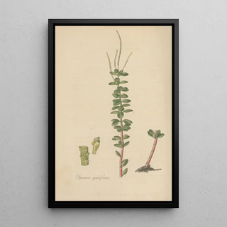 William Jackson Hooker - Peperomia quadrifolium.webp