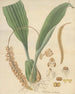 Pholidota imbricata - William Jackson Hooker — widok dzieła