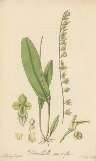 William Jackson Hooker - Pleurothallis racemiflora.webp