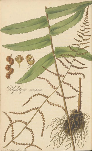 William Jackson Hooker - Polybotrya vivipara.webp