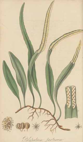 William Jackson Hooker - Polypodium pertusum.webp