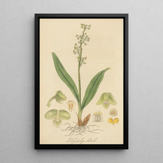 William Jackson Hooker - Polystachia luteola.webp