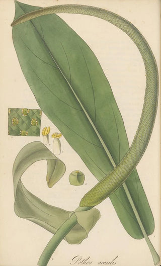 William Jackson Hooker - Pothos acaulis.webp