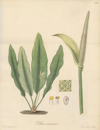 William Jackson Hooker - Pothos coriacea.webp