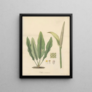 William Jackson Hooker - Pothos coriacea.webp