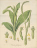Plantain de Prescotia - William Jackson Hooker — widok dzieła
