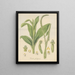 Plantain de Prescotia - William Jackson Hooker — oprawiony obraz na ścianie
