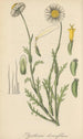 Pyrethrum diversifolium - William Jackson Hooker — widok dzieła