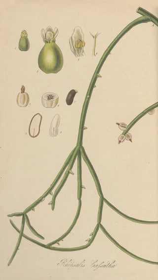 William Jackson Hooker - Rhipsalis Cassutha.webp