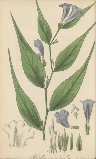 William Jackson Hooker - Ruellia anisophylla.webp