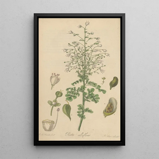 William Jackson Hooker - Ruta albiflora.webp