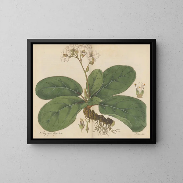 Saxifrage ligulée - William Jackson Hooker — oprawiony obraz na ścianie