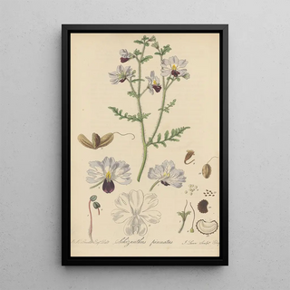 William Jackson Hooker - Schizanthus pinnatus.webp