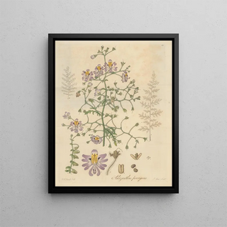 William Jackson Hooker - Schizanthus porrigens.webp