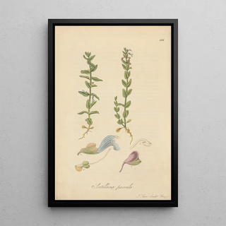 William Jackson Hooker - Scutellaria parvula.webp