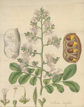 William Jackson Hooker - Shotia Latifolia.webp