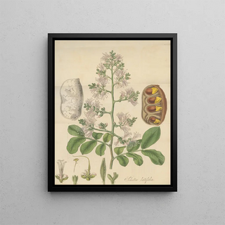 William Jackson Hooker - Shotia Latifolia.webp