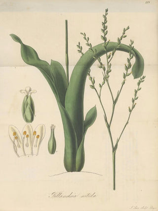 William Jackson Hooker - Tillandsia nitida.webp