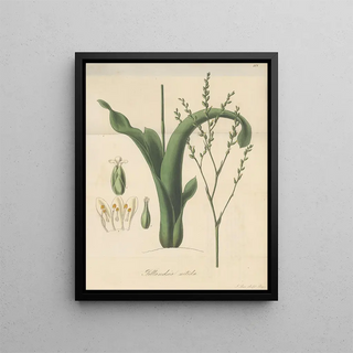William Jackson Hooker - Tillandsia nitida.webp