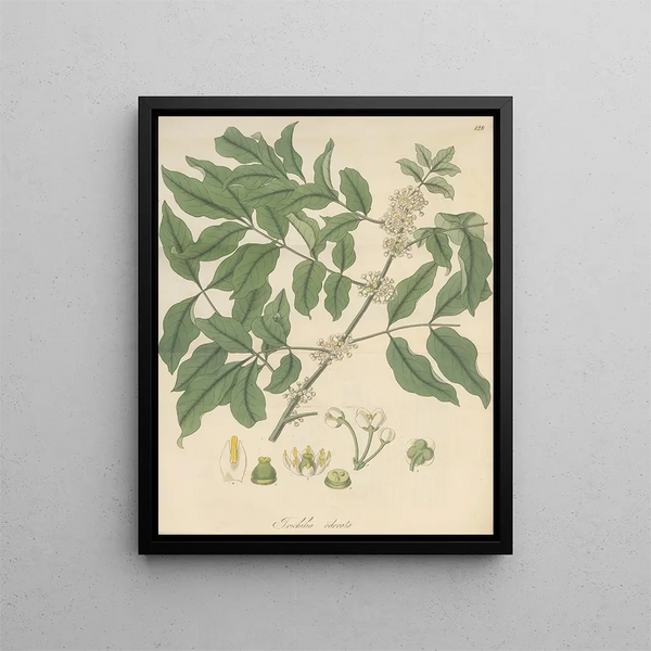 William Jackson Hooker - Trichilia odorata.webp