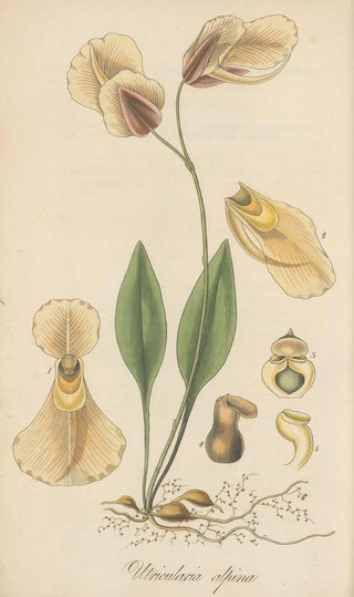 William Jackson Hooker - Utricularia alpina.webp