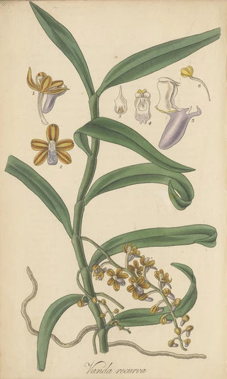 William Jackson Hooker - Vanda recurva.webp