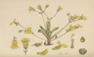 William Jackson Hooker - Velleia lyrata.webp