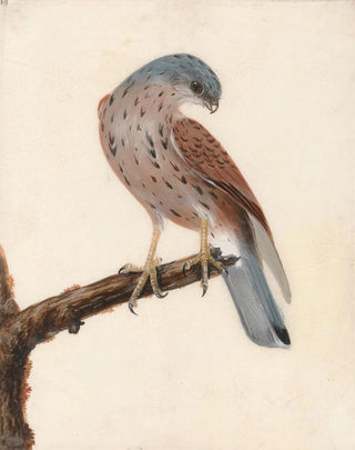 William Lewin - Falcon Hen Krestel.webp