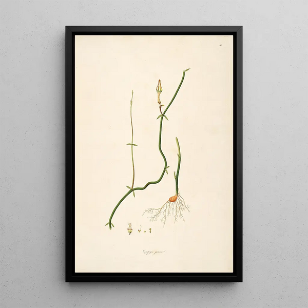 William Roxburgh - Plants of the coast of Coromandel Pl010.webp