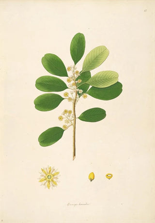 William Roxburgh - Plants of the coast of Coromandel Pl015.webp