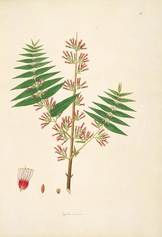 William Roxburgh - Plants of the coast of Coromandel Pl031.webp