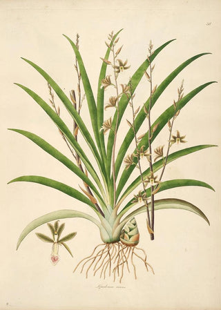 William Roxburgh - Plants of the coast of Coromandel Pl038.webp