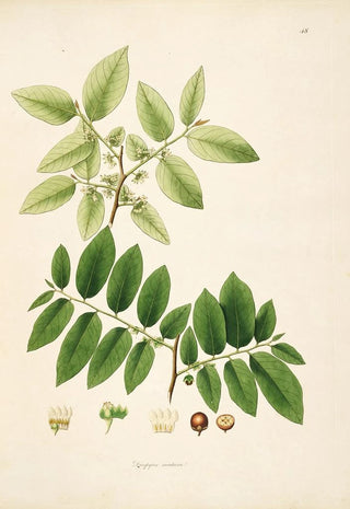 William Roxburgh - Plants of the coast of Coromandel Pl048.webp