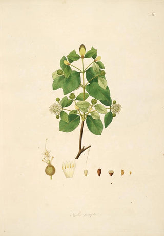 William Roxburgh - Plants of the coast of Coromandel Pl052.webp