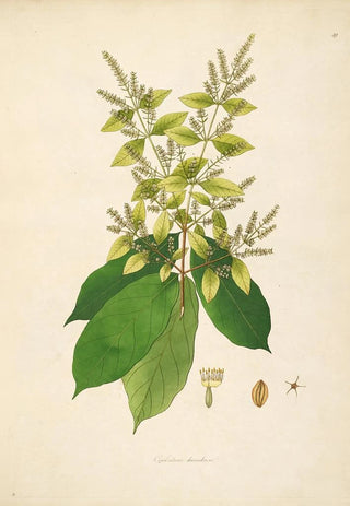 William Roxburgh - Plants of the coast of Coromandel Pl059.webp