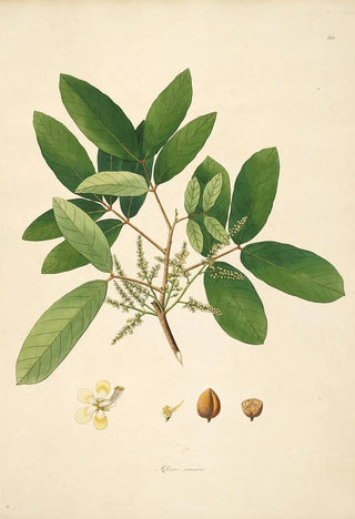 William Roxburgh - Plants of the coast of Coromandel Pl060.webp