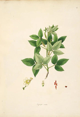 William Roxburgh - Plants of the coast of Coromandel Pl061.webp