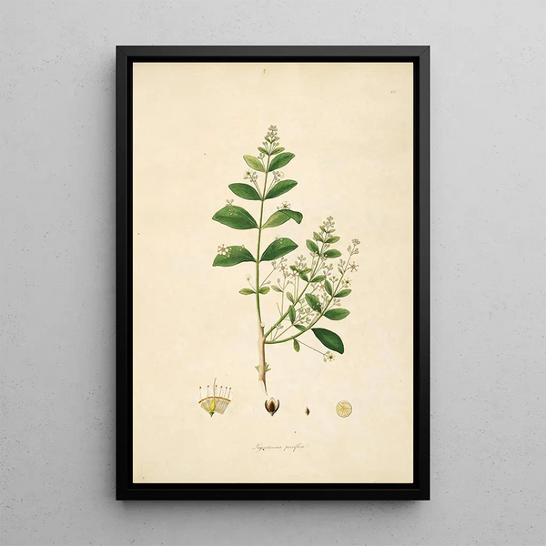 William Roxburgh - Plants of the coast of Coromandel Pl066.webp