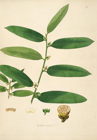William Roxburgh - Plants of the coast of Coromandel Pl070.webp