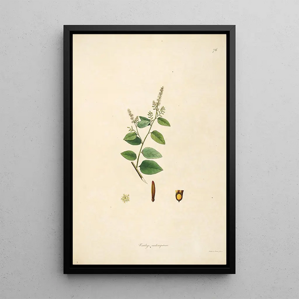 William Roxburgh - Plants of the coast of Coromandel Pl076.webp