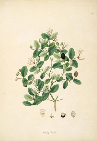 William Roxburgh - Plants of the coast of Coromandel Pl077.webp