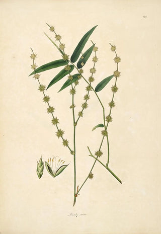 William Roxburgh - Plants of the coast of Coromandel Pl080.webp