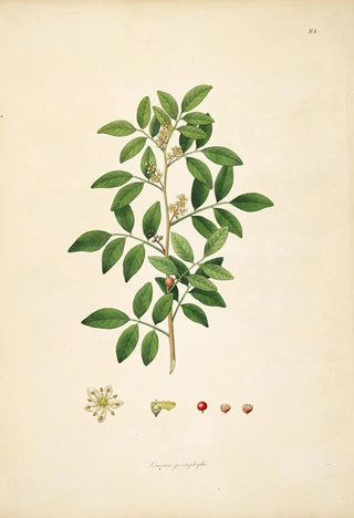 William Roxburgh - Plants of the coast of Coromandel Pl084.webp