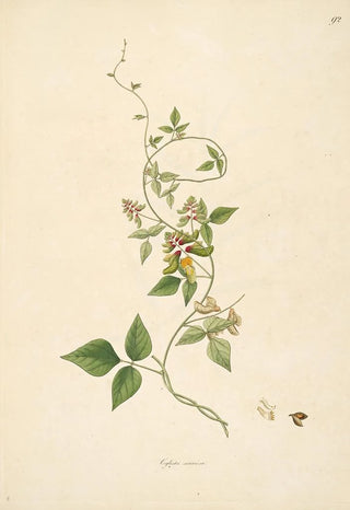 William Roxburgh - Plants of the coast of Coromandel Pl092.webp