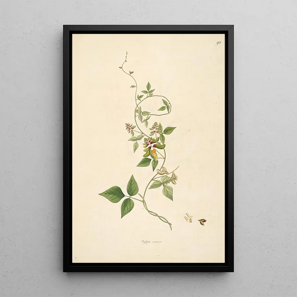 William Roxburgh - Plants of the coast of Coromandel Pl092.webp