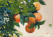 Pomarańcze na gałęzi - Winslow Homer — widok dzieła
